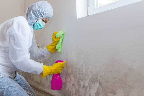 Why You Should Choose Our Mold Remediation Services in North Braddock, PA